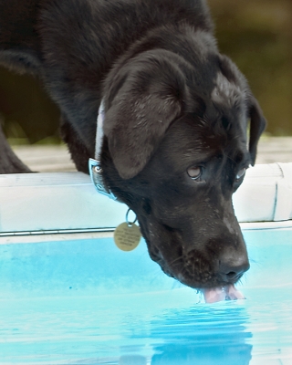 Time to wet my whistle
Ключові слова: Dog Dogs Heidi Labrador Pool Swimming Tongue