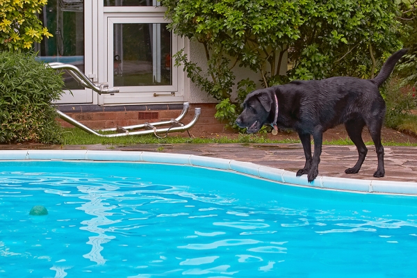 I'm still working on it
Mots-clés: Dog Dogs Heidi Labrador Pool Swimming