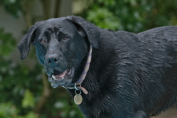 HELP!!
Anahtar kelimeler: Dog Dogs Heidi Labrador Pool Swimming