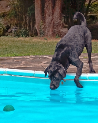 C'mon, just will it in .........
Palabras clave: Dog Dogs Heidi Labrador Pool Swimming