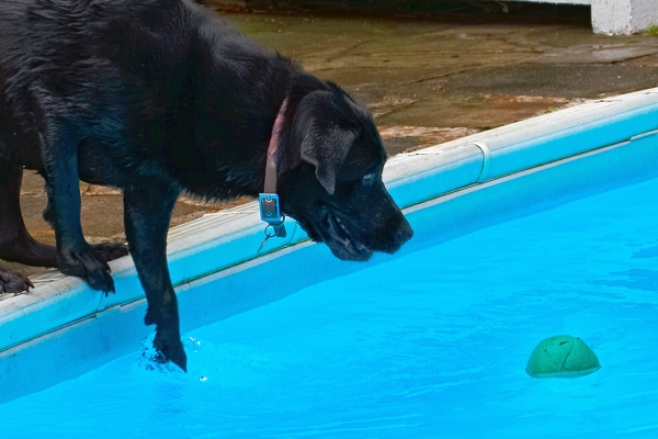 ........... ooh, it's getting closer .........
Λέξεις-κλειδιά: Dog Dogs Heidi Labrador Pool Swimming