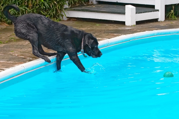 ......... oh, no it's not
Trefwoorden: Dog Dogs Heidi Labrador Pool Swimming