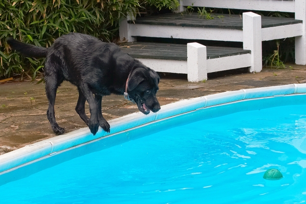 Gonna have to re-think this
Keywords: Dog Dogs Heidi Labrador Pool Swimming