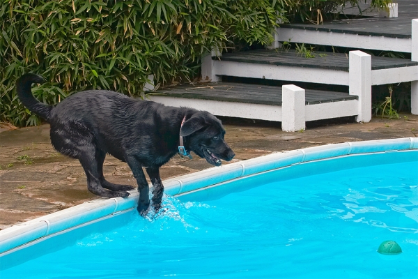 Oh, no, it seems to going away
Palabras clave: Dog Dogs Heidi Labrador Pool Swimming
