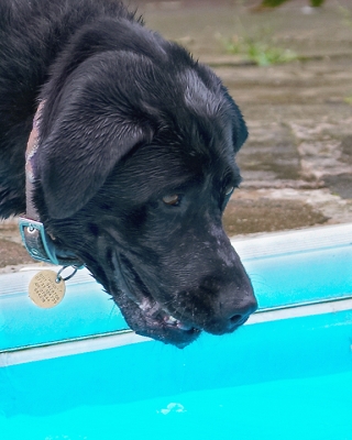 Maybe if I stare at it..........
الكلمات الإستدلالية(لتسهيل البحث): Dog Dogs Heidi Labrador Pool Swimming