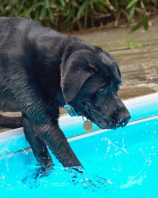 C'mon, let's have some industrial strength paddling
Ключові слова: Dog Dogs Heidi Labrador Pool Swimming