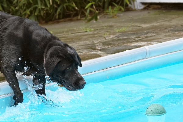 Come to Mommy .........
Schlüsselwörter: Dog Dogs Heidi Labrador Pool Swimming