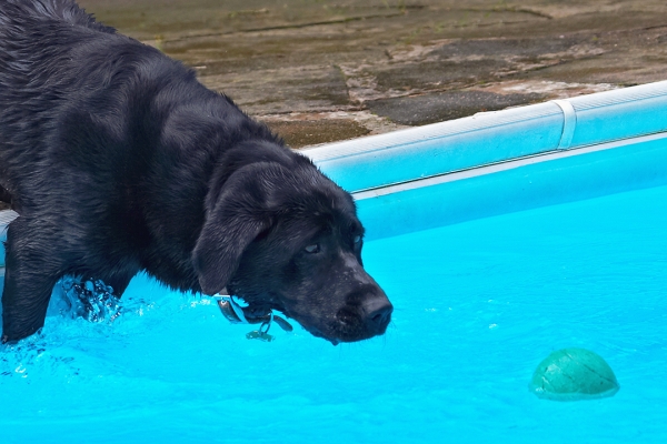 .......... nearly there
Schlüsselwörter: Dog Dogs Heidi Labrador Pool Swimming