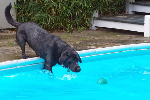 Gently does it
Schlüsselwörter: Dog Dogs Heidi Labrador Pool Swimming