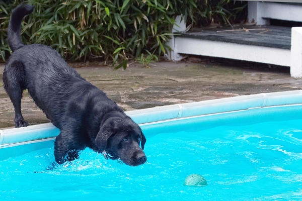 Maybe if I lean in a bit
Schlüsselwörter: Dog Dogs Heidi Labrador Pool Swimming