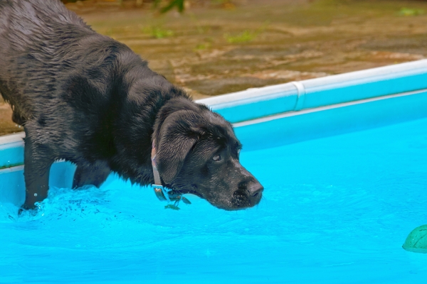 Let's have another go
Keywords: Dog Dogs Heidi Labrador Pool Swimming