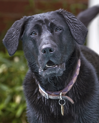 Help me, pleeeeeeeeeeeese
Palabras clave: Dog Dogs Heidi Labrador Pool Swimming