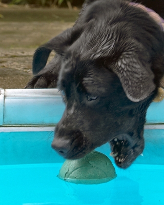 Nearly there ...........
Palabras clave: Dog Dogs Heidi Labrador Pool Swimming