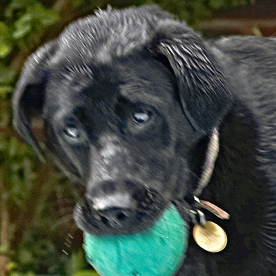 Hey, you'd look like this if you'd been working as hard as me
Keywords: Dog Dogs Heidi Labrador Pool Swimming