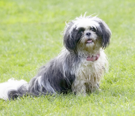 Phew, time for a rest
Schlüsselwörter: Button Dog Dogs Muffin Shih Tzu Tongue