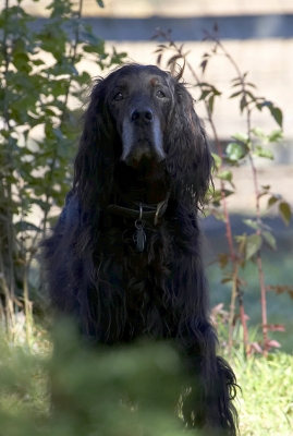 Jus' enjoying the autumn sunshine
الكلمات الإستدلالية(لتسهيل البحث): Barclay Dog Dogs Gordon Setter Setters