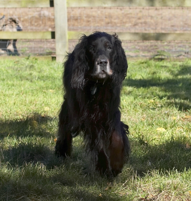 Jus' going for my constitutional
Keywords: Barclay Dog Dogs Gordon Setter Setters