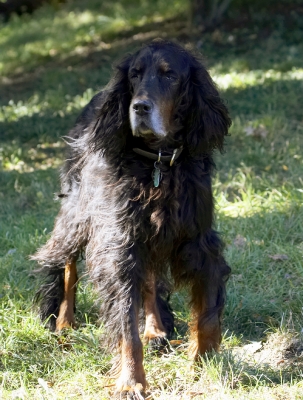 Now then, wot's going on over there
Ключові слова: Barclay Dog Dogs Gordon Setter Setters