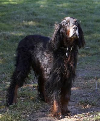 Yes, I can still pay attention
Słowa kluczowe: Barclay Dog Dogs Gordon Setter Setters