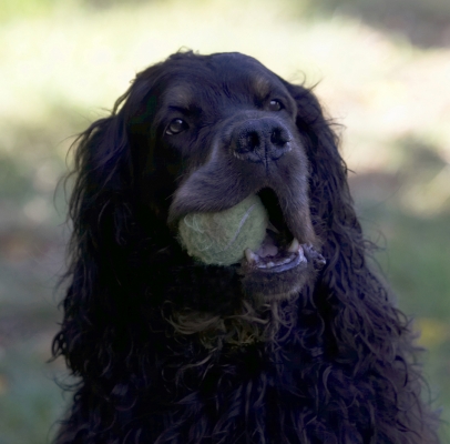 I just love a grubby tennis ball to chew on
Schlüsselwörter: Cassie Dog Dogs Gordon Setter Molly Setters