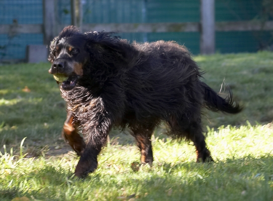 Flying like the wind
Schlüsselwörter: Cassie Dog Dogs Gordon Setter Molly Setters