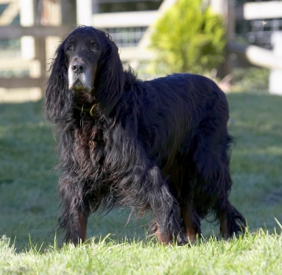 I'm thinking about moving
Palabras clave: Barclay Dog Dogs Gordon Setter Setters