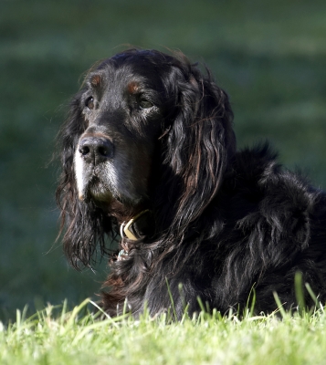 Jus' resting on my laurels
Klíčová slova: Barclay Dog Dogs Gordon Setter Setters