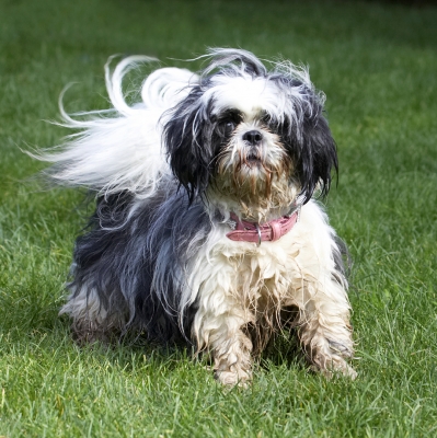 Whoa, wot's going on here
Schlüsselwörter: Button Dog Dogs Muffin Shih Tzu