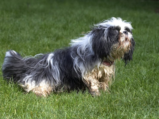 Oooh, wot you got there?!
Palabras clave: Button Dog Dogs Muffin Shih Tzu