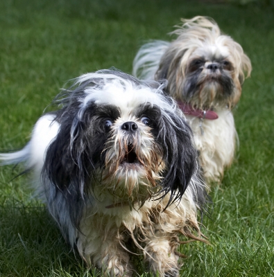 Oooh, that's scary
Keywords: Button Dog Dogs Muffin Shih Tzu