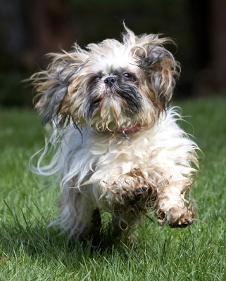 I'm taking off
Schlüsselwörter: Button Dog Dogs Muffin Shih Tzu