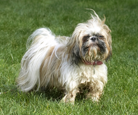 Oooh, that was a hard landing
Ključne besede: Button Dog Dogs Muffin Shih Tzu