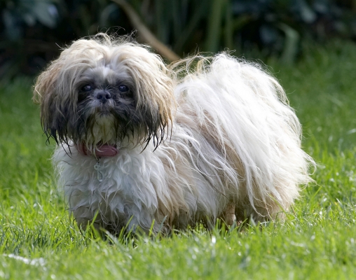I'm watching you
Anahtar kelimeler: Button Dog Dogs Muffin Shih Tzu
