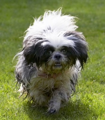 Here I come - be very afraid
Palabras clave: Button Dog Dogs Muffin Shih Tzu