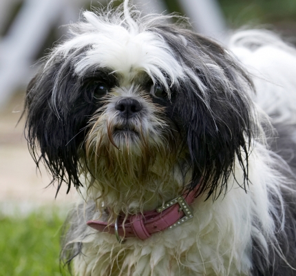 I'm waiting for action
Anahtar kelimeler: Button Dog Dogs Muffin Shih Tzu