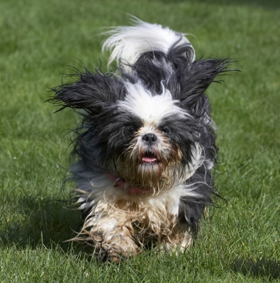 I've got the Energiser Bunny's batteries
Ključne besede: Button Dog Dogs Muffin Run Running Shih Tzu Tongue