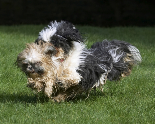 Gotcha
Schlüsselwörter: Button Dog Dogs Muffin Playing Running Shih Tzu
