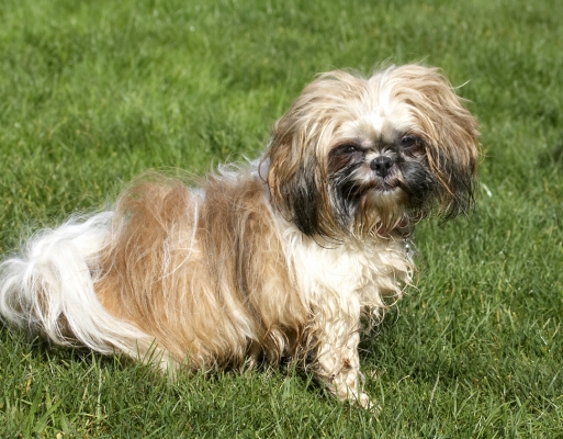 I AM smiling
Ключові слова: Button Dog Dogs Muffin Shih Tzu