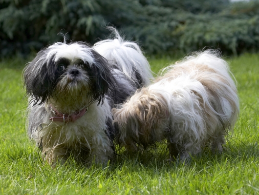 'ave you had a bath this morning?
Ключевые слова: Button Dog Dogs Muffin Shih Tzu