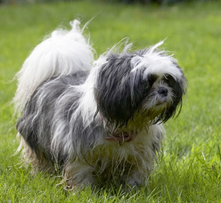 Where's my other arf
Ключови думи: Button Dog Dogs Muffin Shih Tzu