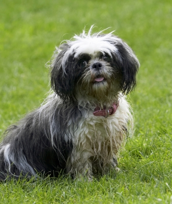 Phew, time for a rest
Keywords: Button Dog Dogs Muffin Shih Tzu Tongue
