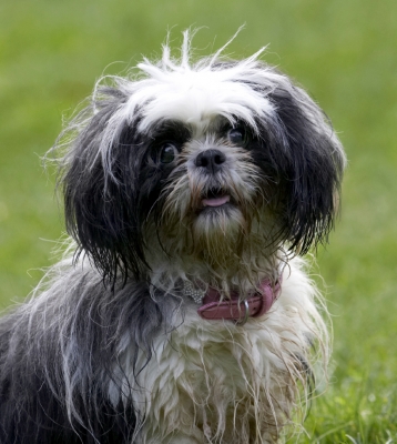 D'ya mind if I sit here awhile
Keywords: Button Dog Dogs Muffin Shih Tzu Tongue