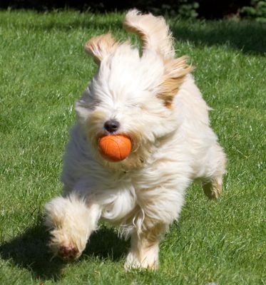 I'm just so full of energy
Anahtar kelimeler: Rupert Tibetan Terrier