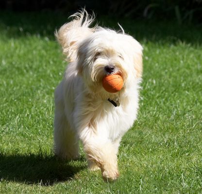 Aren't I clever - I'm bringing the ball back
Trefwoorden: Rupert Tibetan Terrier