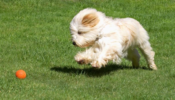 I'm getting ready to pounce
Anahtar kelimeler: Rupert Tibetan Terrier