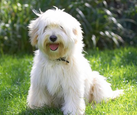 Mom, Dad, look at your furkid - all fluffy and clean
Keywords: Rupert Tibetan Terrier