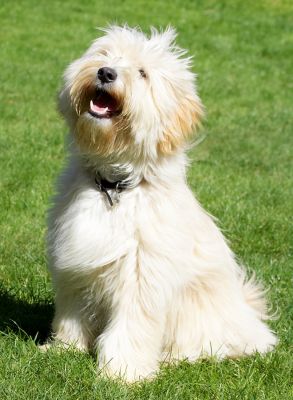 Look at me all spruced up ready to go home
Λέξεις-κλειδιά: Rupert Tibetan Terrier