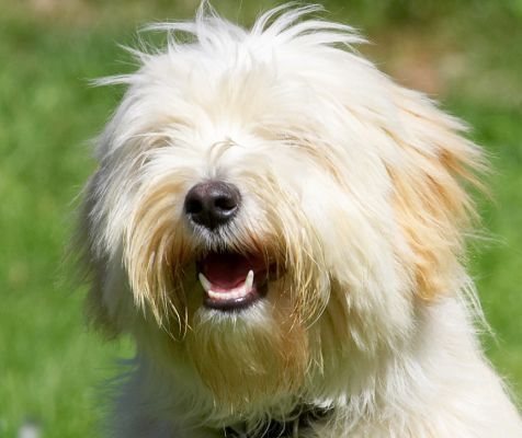 I just love life
Anahtar kelimeler: Rupert Tibetan Terrier