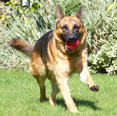 I just love all this running around
Trefwoorden: Enoch German Shepherd Alsatian