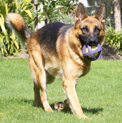 Well, OK, maybe I don't run all the time
Palabras clave: Enoch German Shepherd Alsatian